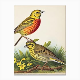 Yellowhammer James Audubon Vintage Style Bird Canvas Print