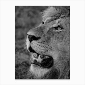 Lion Closeup Black And White Stampe su tela