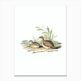 Vintage Varied Hemipode Buttonquail Bird Illustration on Pure White n.0435 Canvas Print