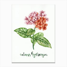 Autumn Hydrangea Canvas Print