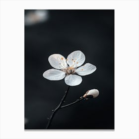 Cherry Blossom 5 Canvas Print