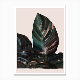 Calathea Plant Leaves Canvas Print