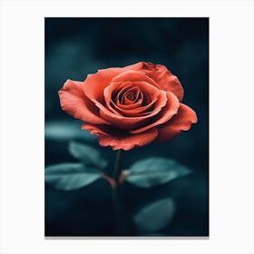 Rose Wallpaper 12 Canvas Print