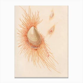 Vintage Sea Urchin Canvas Print