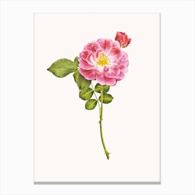 Roses V Canvas Print