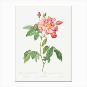 Rosa Mundi, French Rosebush With Varigated Flowers, Pierre Joseph Redoute Canvas Print