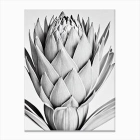 Proteas B&W Pencil 5 Flower Canvas Print