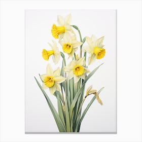 Daffodils Flower Vintage Botanical 1 Canvas Print
