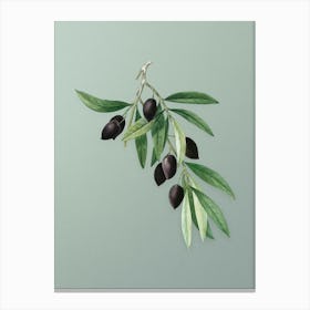 Vintage Olive Tree Branch Botanical Art on Mint Green n.0147 Canvas Print
