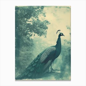 Vintage Turquoise Peacock On The Path 1 Canvas Print