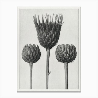 Botanical Bare–Stemmed Common Saw–Wort Canvas Print