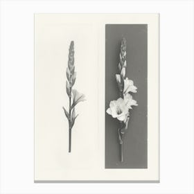 Gladiolus Flower Photo Collage 3 Canvas Print