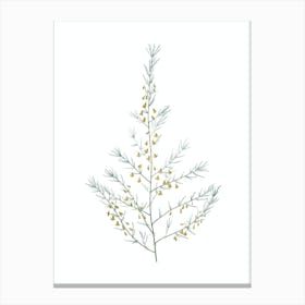Vintage Sea Asparagus Botanical Illustration on Pure White n.0942 Canvas Print