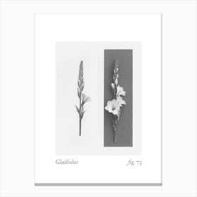 Gladiolus Botanical Collage 3 Canvas Print