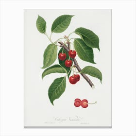 Sour Cherry (Cerasus Cordiformis Duracina) From Pomona Italiana (1817 1839), Giorgio Gallesio Canvas Print