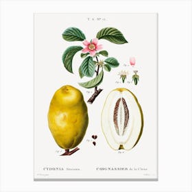 Chinese Quince, Pierre Joseph Redoute Canvas Print
