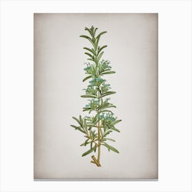 Vintage Rosemary Botanical on Parchment Canvas Print