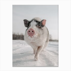 Winter Pig Canvas Print