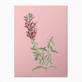 Vintage Red Dragon Flowers Botanical on Soft Pink n.0127 Canvas Print