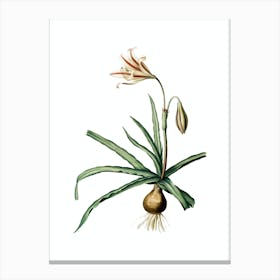 Vintage Amaryllis Broussonetii Botanical Illustration on Pure White n.0765 Canvas Print