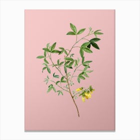 Vintage Stinking Bean Trefoil Botanical on Soft Pink n.0882 Canvas Print