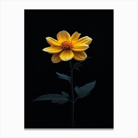 Yellow Dahlia 1 Canvas Print