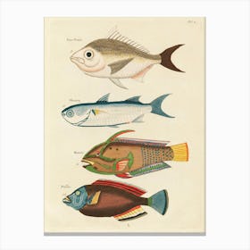 Colourful And Surreal Illustrations Of Fishes Found In Moluccas (Indonesia) And The East Indies, Louis Renard(43) Canvas Print