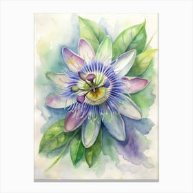 Passion Flower 1 Canvas Print