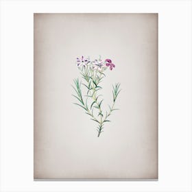 Vintage Shewy Phlox Flower Branch Botanical on Parchment n.0140 Canvas Print