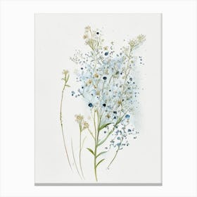 Baby's Breath Wildflower Watercolour 2 Canvas Print