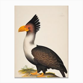 California Condor James Audubon Vintage Style Bird Canvas Print