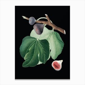 Vintage Black Fig Botanical Illustration on Solid Black n.0854 Canvas Print