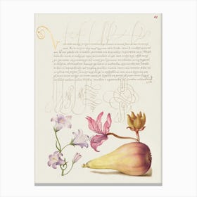 Rampion, Dittany, And Pear From Mira Calligraphiae Monumenta, Joris Hoefnagel Canvas Print