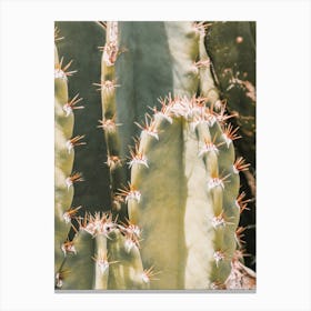 Small Spiked Cactus Canvas Print