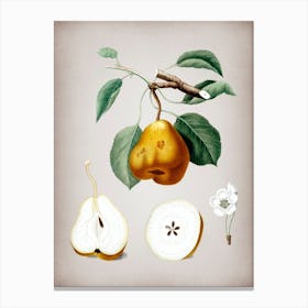 Vintage Pear Botanical on Parchment n.0084 Canvas Print