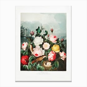 Vintage Botanical Temple Of Flora _2476828 Canvas Print