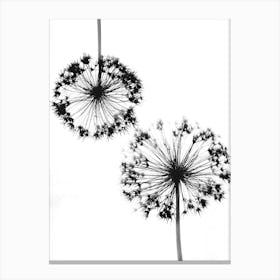 White black alliums 1 Canvas Print