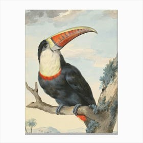 Toucan Canvas Print