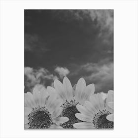 Sunflowers In Black And White Canvas Print