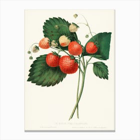 Strawberry Print Canvas Print