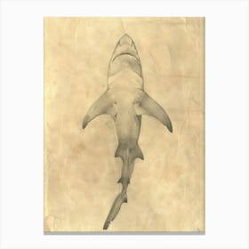 Wobbegong Shark Vintage Illustration 1 Canvas Print