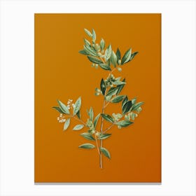 Vintage Fontanesia Phillyreoides Botanical on Sunset Orange n.0641 Canvas Print