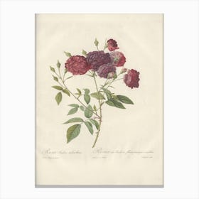 Rose Illustration, Pierre Joseph Redoute (11) 1 Canvas Print