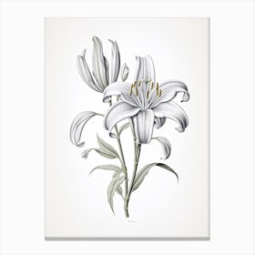Lilies Flower Vintage Botanical 2 Canvas Print