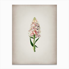 Vintage Leafy Spiked Orchis Flower Botanical on Parchment n.0126 Canvas Print
