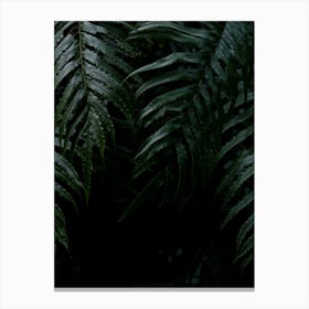 Close Up Of Fern Leaves Canvas Print