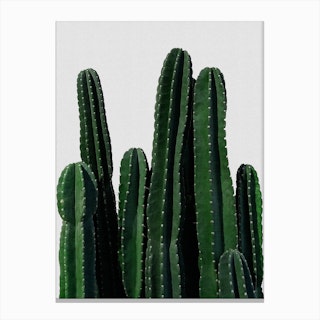 Cactus I Canvas Print