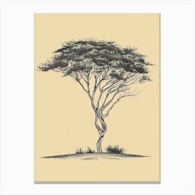 Acacia Tree Minimalistic Drawing 1 Canvas Print