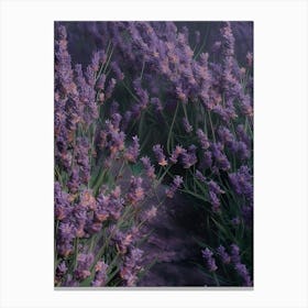 Lavender Field 11 Canvas Print