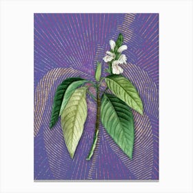 Vintage Malabar Nut Botanical Illustration on Veri Peri n.0362 Canvas Print